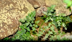 Conium sphaerocarpum