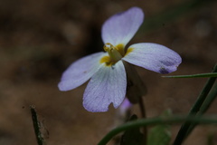 Maresia pulchella