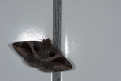 Bastilla arcuata