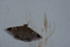 Pindara illibata