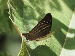 Marpesia egina
