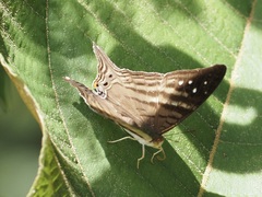 Marpesia egina