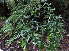 Pedleya acanthoclada