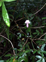 Pedleya acanthoclada