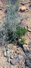 Pachypodium