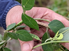 Macrotyloma axillare