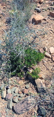 Pachypodium