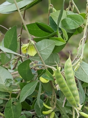 Macrotyloma axillare