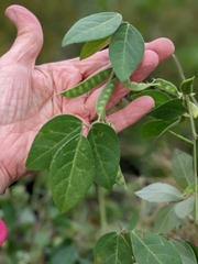 Macrotyloma axillare