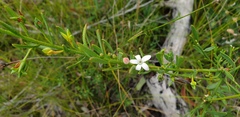 Philotheca queenslandica