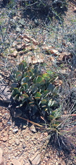 Adromischus sphenophyllus