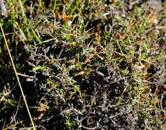 Amphiglossa triflora