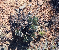 Adromischus sphenophyllus
