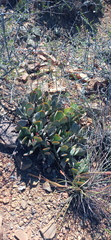 Adromischus sphenophyllus