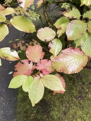Viburnum plicatum