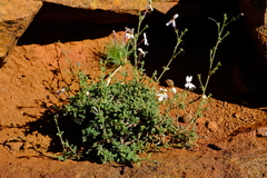 Jamesbrittenia incisa