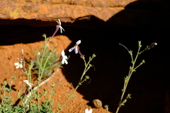 Jamesbrittenia incisa