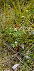 Philotheca queenslandica