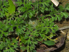 Soliva anthemifolia