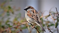 Passer domesticus