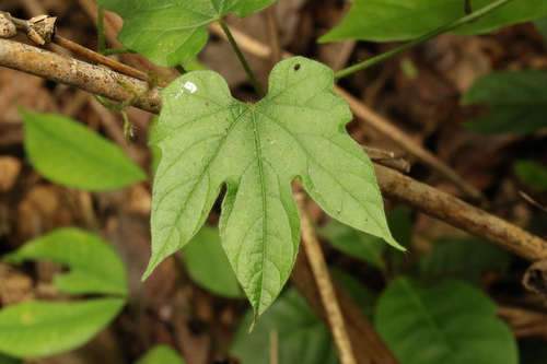 Dioscoreophyllum cumminsii