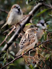 Passer domesticus