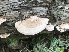 Rhodofomitopsis feei