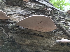 Rhodofomitopsis feei