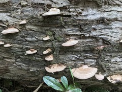 Rhodofomitopsis feei