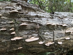 Rhodofomitopsis feei