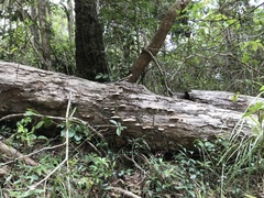 Rhodofomitopsis feei