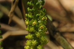 Dioscoreophyllum volkensii image