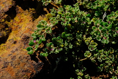 Aizoon papulosum