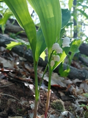Convallaria pseudomajalis