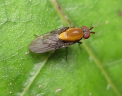 Allophylopsis