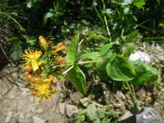 Hypericum bithynicum