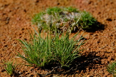 Enneapogon scoparius