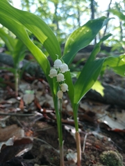 Convallaria pseudomajalis
