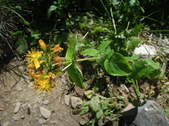 Hypericum bithynicum