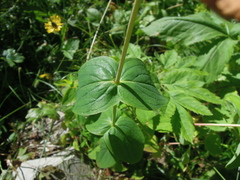 Hypericum bithynicum