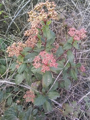 Viburnum tinus tinus