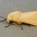 Yellow Ermine - Photo (c) qgrobler, some rights reserved (CC BY-NC), uploaded by qgrobler