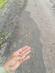 Bromus arvensis