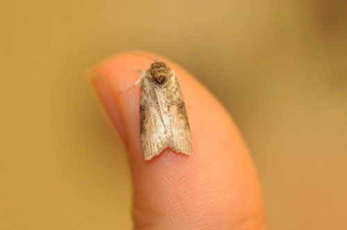 Grey Midget Moth photo 4
