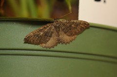 Triphosa californiata