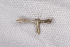 Exelastis phlyctaenias