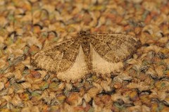 Triphosa californiata