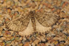 Triphosa californiata