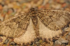 Triphosa californiata