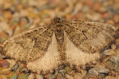 Triphosa californiata